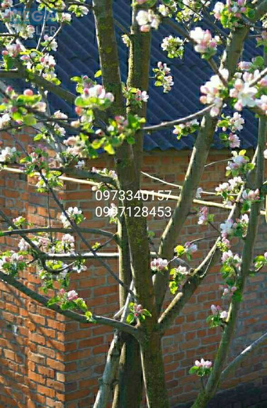 Продаж дома, 1 поверх, 77 кв.м, 3 кімнати, ділянка 25 соток, <a class="location-link" href="/sumi/" title="Недвижимость Суми">Суми</a>, <a class="location-link" href="/sumi/zarechnij/" title="Недвижимость Зарічний район">Зарічний р-н</a>, Мира (изображение 12)