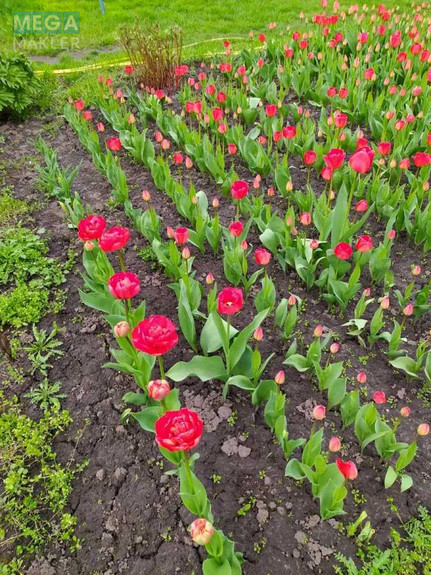 Продаж дома, 1&nbsp; поверх, 105&nbsp;кв.м, 2&nbsp;кімнати, ділянка 30&nbsp;соток, <a class="location-link" href="/staroe/" title="Недвижимость Старе">Старе</a>, вул. Садова, 18 (изображение 23)