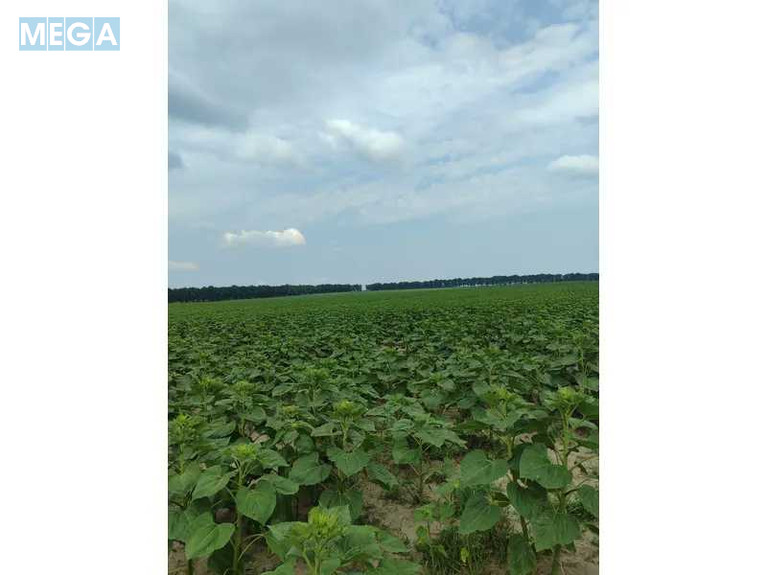 Продажа участка, 1&nbsp;519,95&nbsp;соток, земля сельскохозяйственного назначения, <a class="location-link" href="/lubyanka-selo-kv/" title="Недвижимость Луб'янка">Луб`янка</a>, Нова (изображение 10)