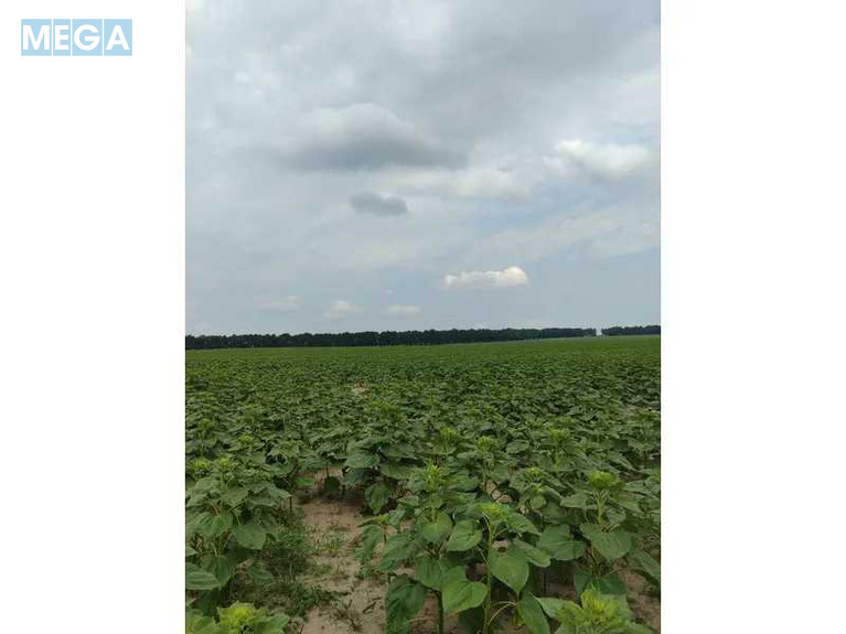 Продажа участка, 1&nbsp;519,95&nbsp;соток, земля сельскохозяйственного назначения, <a class="location-link" href="/lubyanka-selo-kv/" title="Недвижимость Луб'янка">Луб`янка</a>, Нова (изображение 19)