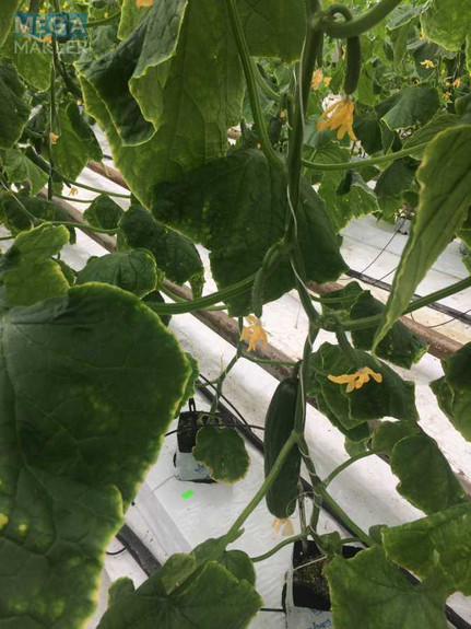 Продаж комплексу будівель та споруд, 3 600 кв.м, под производство, <a class="location-link" href="/stopchatov/" title="Недвижимость Стопчатів">Стопчатів</a>, Центральна, 1 (изображение 14)