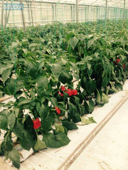 Продаж комплексу будівель та споруд, 3 600 кв.м, под производство, <a class="location-link" href="/stopchatov/" title="Недвижимость Стопчатів">Стопчатів</a>, Центральна, 1 (изображение 18)