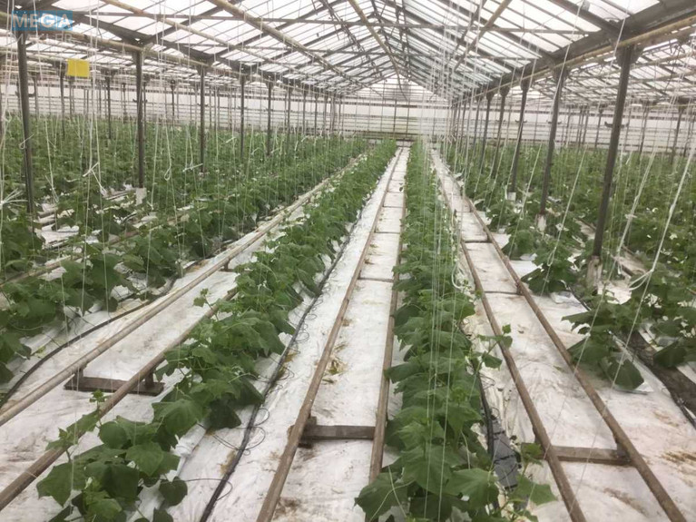 Продаж комплексу будівель та споруд, 3&nbsp;600&nbsp;кв.м, под производство, <a class="location-link" href="/stopchatov/" title="Недвижимость Стопчатів">Стопчатів</a>, Центральна, 1 (изображение 16)