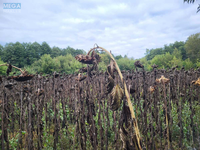 Продажа участка, 12&nbsp;соток, земля сельскохозяйственного назначения, <a class="location-link" href="/golovurov/" title="Недвижимость Головурів">Головурів</a>, б/н (изображение 4)