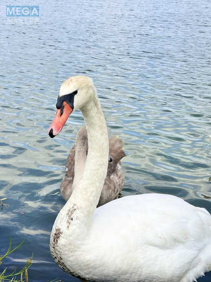 Продажа участка, 20 соток, участок под жилую застройку, <a class="location-link" href="/varovichi/" title="Недвижимость Варовичі">Варовичі</a>, Університетська 8 (изображение 10)