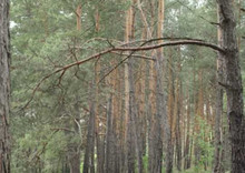 Продажа участка, 74 сотки, земля коммерческого назначения