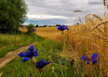 Продажа участка, 23,60&nbsp;сотки, земля сельскохозяйственного назначения