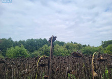 Продажа участка, 12 соток, земля сельскохозяйственного назначения