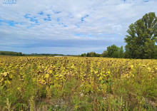 Продажа участка, 200 соток, земля сельскохозяйственного назначения