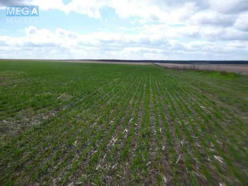 Продажа участка, 200 соток, земля сельскохозяйственного назначения, <a class="location-link" href="/voronkov/" title="Недвижимость Вороньків">Вороньків</a>, Вороньків (изображение 5)