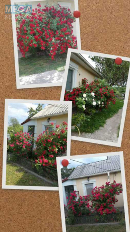 Оренда дома, <a class="location-link" href="/ivanovka-selo-kv-boguslavskij-rajon/" title="Недвижимость Іванівка">Іванівка</a>, Центральна (изображение 16)
