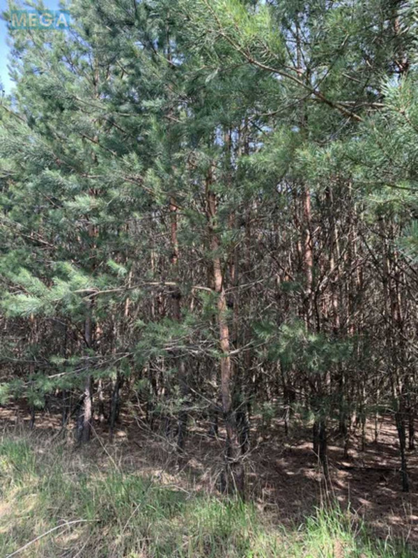 Продажа участка, 24 сотки, земля рекреационного назначения, <a class="location-link" href="/yasnogorodka-selo/" title="Недвижимость Ясногородка">Ясногородка</a>, Східна (изображение 6)