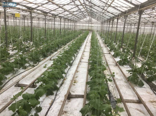 Продаж комплексу будівель та споруд, 3&nbsp;600&nbsp;кв.м, под производство, <a class="location-link" href="/stopchatov/" title="Недвижимость Стопчатів">Стопчатів</a>, Центральна, 1 (изображение 15)