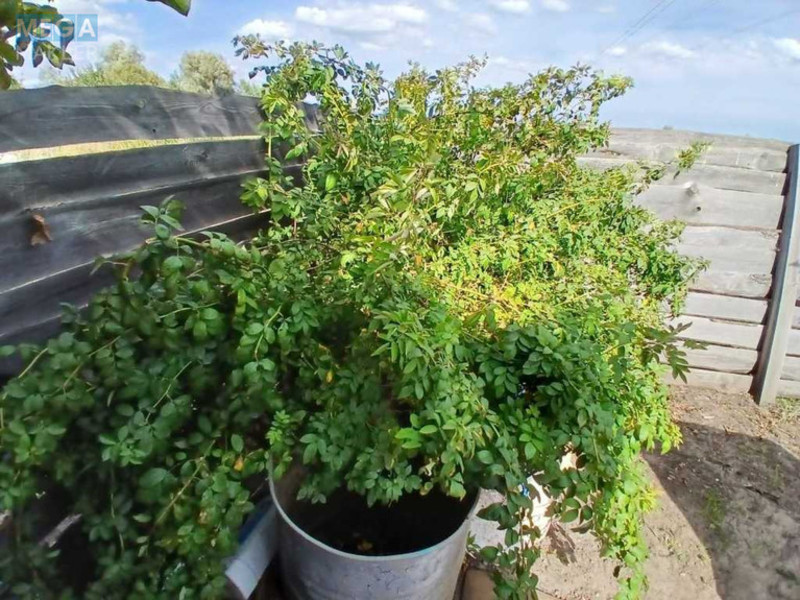 Продажа участка, 6 соток, земля сельскохозяйственного назначения, <a class="location-link" href="/irpen/" title="Недвижимость Ірпінь">Ірпінь</a>, 6-та Лінія (изображение 19)