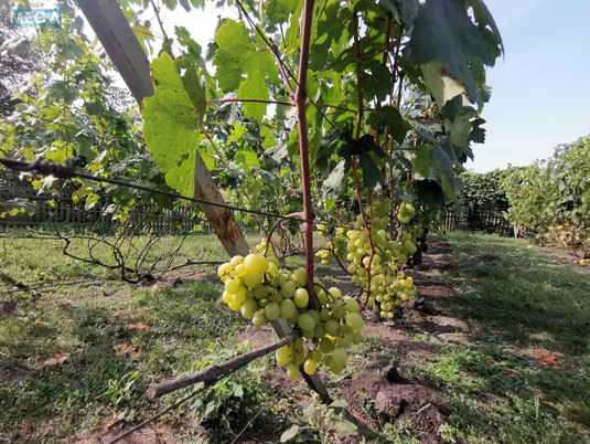 Продаж дома, 1&nbsp; поверх, 78&nbsp;кв.м, 3&nbsp;кімнати, ділянка 25&nbsp;соток, <a class="location-link" href="/grebenki/" title="Недвижимость Гребінки">Гребінки</a>, Дачна, 3 (изображение 9)