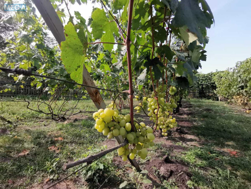 Продаж дома, 1 поверх, 78 кв.м, 3 кімнати, ділянка 25 соток, <a class="location-link" href="/grebenki/" title="Недвижимость Гребінки">Гребінки</a>, Дачна, 3 (изображение 9)