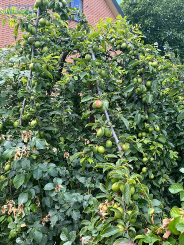 Продаж дома, 2 поверху, 115 кв.м, 4 кімнати, ділянка 6 соток, <a class="location-link" href="/kiev/" title="Недвижимость Київ">Київ</a>, <a class="location-link" href="/kiev/darnickij/" title="Недвижимость Дарницький район">Дарницький р-н</a>, 80-а Садова вул. (изображение 13)