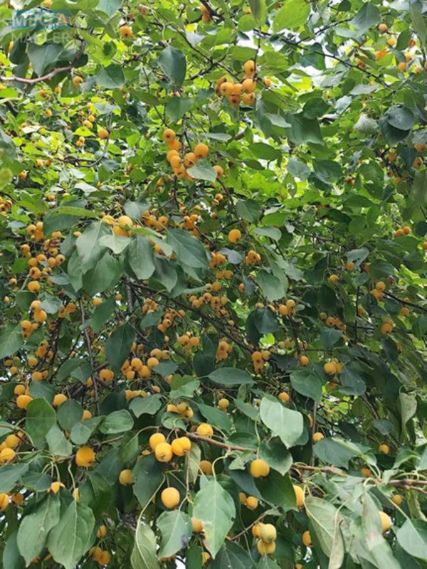 Продаж 1 кімнатної квартири (32/19/6), 4 пов. 5 пов. будинку, <a class="location-link" href="/dnepropetrovsk/" title="Недвижимость Дніпра">Дніпро</a>, Данила Галицкого (изображение 17)