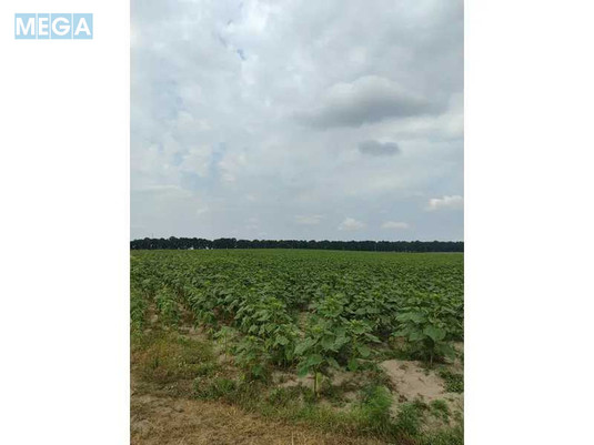 Продажа участка, 1&nbsp;519,95&nbsp;соток, земля сельскохозяйственного назначения, <a class="location-link" href="/lubyanka-selo-kv/" title="Недвижимость Луб'янка">Луб`янка</a>, Нова (изображение 13)