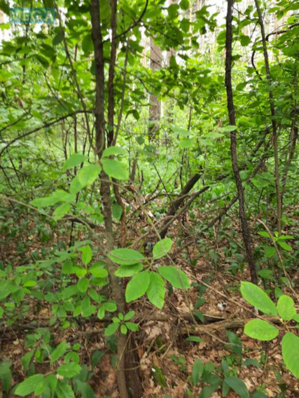 Продажа участка, 74&nbsp;сотки, земля коммерческого назначения, <a class="location-link" href="/starye-bezradichi/" title="Недвижимость Старі Безрадичі">Старі Безрадичі</a>, б/н (изображение 4)