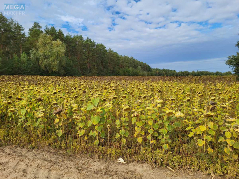 Продажа участка, 200&nbsp;соток, земля сельскохозяйственного назначения, <a class="location-link" href="/voronkov/" title="Недвижимость Вороньків">Вороньків</a>, б/н (изображение 2)