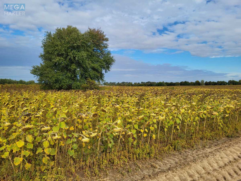 Продажа участка, 200&nbsp;соток, земля сельскохозяйственного назначения, <a class="location-link" href="/voronkov/" title="Недвижимость Вороньків">Вороньків</a>, б/н (изображение 3)