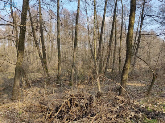 Продажа участка, 200&nbsp;соток, земля сельскохозяйственного назначения, <a class="location-link" href="/staroe/" title="Недвижимость Старе">Старе</a>, Старівська с/р (изображение 6)