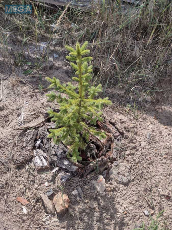 Продаж дома, 1&nbsp; поверх, 125&nbsp;кв.м, 4&nbsp;кімнати, ділянка 7&nbsp;соток, <a class="location-link" href="/bucha/" title="Недвижимость Буча">Буча</a>, Льва Симиренка (изображение 15)