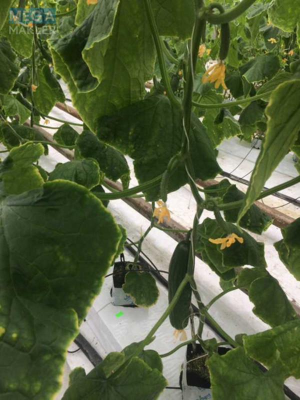 Продаж комплексу будівель та споруд, 3&nbsp;600&nbsp;кв.м, под производство, <a class="location-link" href="/stopchatov/" title="Недвижимость Стопчатів">Стопчатів</a>, Центральна, 1 (изображение 14)