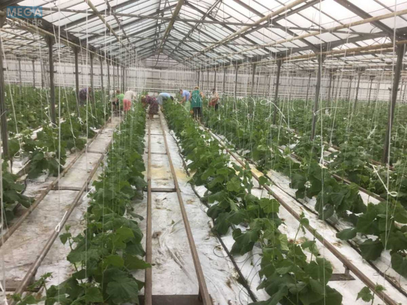 Продаж комплексу будівель та споруд, 3&nbsp;600&nbsp;кв.м, под производство, <a class="location-link" href="/stopchatov/" title="Недвижимость Стопчатів">Стопчатів</a>, Центральна, 1 (изображение 15)