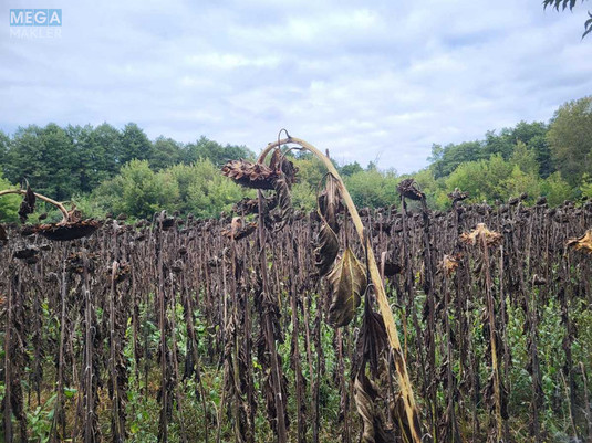 Продажа участка, 12&nbsp;соток, земля сельскохозяйственного назначения, <a class="location-link" href="/golovurov/" title="Недвижимость Головурів">Головурів</a>, б/н (изображение 4)