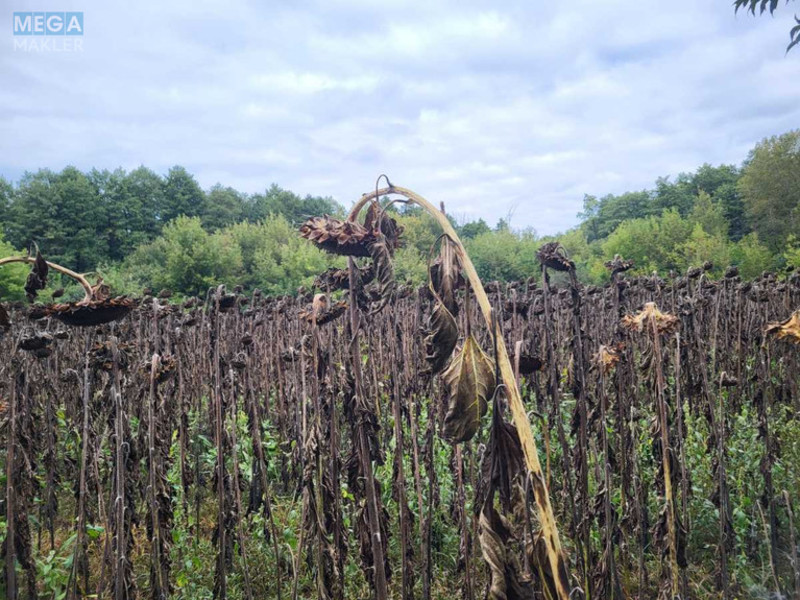 Продажа участка, 12&nbsp;соток, земля сельскохозяйственного назначения, <a class="location-link" href="/golovurov/" title="Недвижимость Головурів">Головурів</a>, б/н (изображение 4)