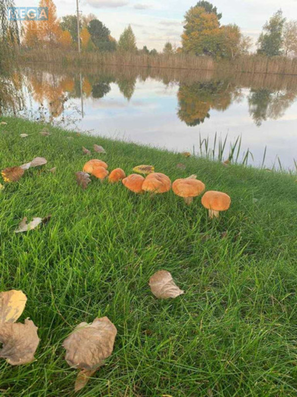 Продаж дома, 2&nbsp;поверху, 585&nbsp;кв.м, 5&nbsp;кімнат, ділянка 24&nbsp;сотки, <a class="location-link" href="/procov/" title="Недвижимость Проців">Проців</a>, Центральна (изображение 23)