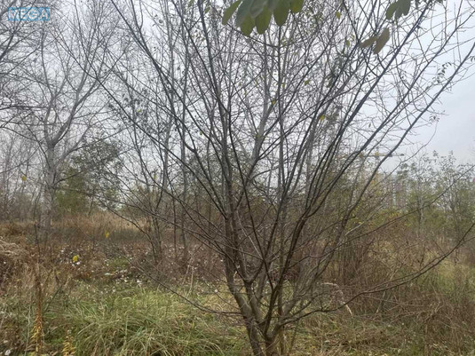 Продажа участка, 8&nbsp;соток, участок под жилую застройку, <a class="location-link" href="/kiev/" title="Недвижимость Київ">Київ</a>, <a class="location-link" href="/kiev/desnyanskij/" title="Недвижимость Деснянський район">Деснянський р-н</a>, Милославська вул. (изображение 7)