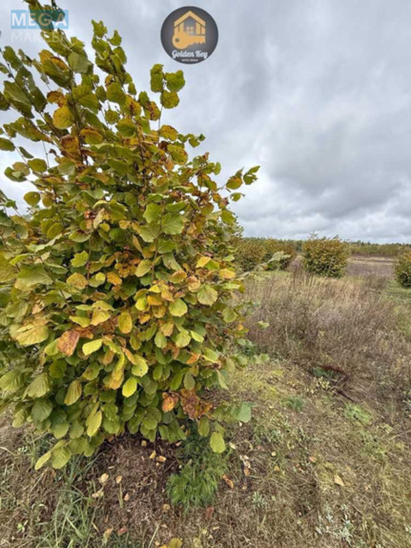 Продажа участка, 140&nbsp;соток, земля сельскохозяйственного назначения, <a class="location-link" href="/rovy/" title="Недвижимость Рови">Рови</a>, Миру (изображение 3)