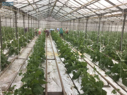 Продаж комплексу будівель та споруд, 3&nbsp;600&nbsp;кв.м, под производство, <a class="location-link" href="/stopchatov/" title="Недвижимость Стопчатів">Стопчатів</a>, Центральна, 1 (изображение 15)