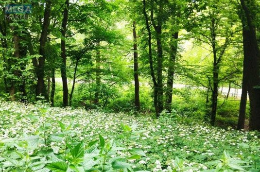 Продажа участка, 10&nbsp;соток, участок под жилую застройку, <a class="location-link" href="/kiev/" title="Недвижимость Київ">Київ</a>, <a class="location-link" href="/kiev/goloseevskij/" title="Недвижимость Голосіївський район">Голосіївський р-н</a>, Лисогірський пров. (изображение 5)