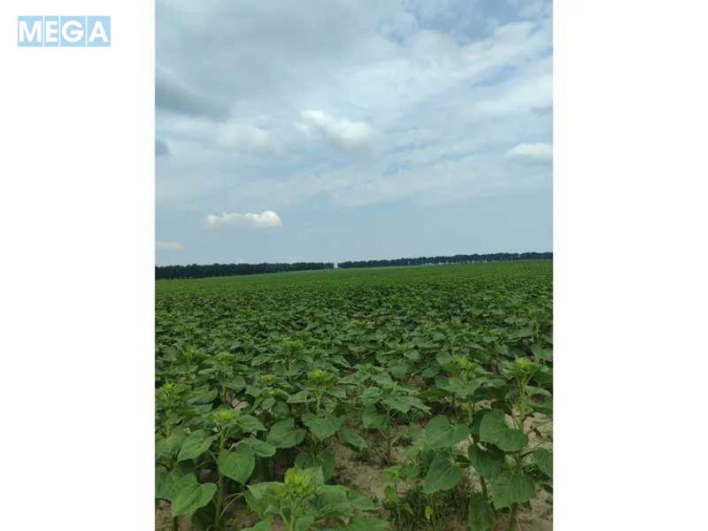 Продажа участка, 1&nbsp;519,95&nbsp;соток, земля сельскохозяйственного назначения, <a class="location-link" href="/lubyanka-selo-kv/" title="Недвижимость Луб'янка">Луб`янка</a>, Нова (изображение 10)