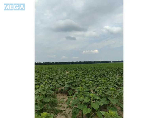 Продажа участка, 1&nbsp;519,95&nbsp;соток, земля сельскохозяйственного назначения, <a class="location-link" href="/lubyanka-selo-kv/" title="Недвижимость Луб'янка">Луб`янка</a>, Нова (изображение 19)