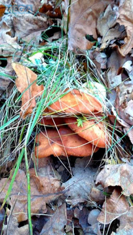 Продаж дома, 1&nbsp; поверх, 40&nbsp;кв.м, 1&nbsp; кімната, ділянка 2&nbsp;сотки, <a class="location-link" href="/osikovo-selo-kv/" title="Недвижимость Осикові">Осикове</a>, Польова (изображение 2)