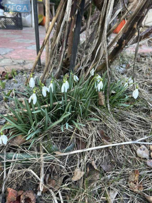 Продаж дома, 1&nbsp; поверх, 21&nbsp;кв.м, 1&nbsp; кімната, ділянка 10&nbsp;соток, <a class="location-link" href="/bogdanovka-selo-kv-brovarskij-rajon/" title="Недвижимость Богданівка">Богданівка</a>, Волошка (изображение 11)