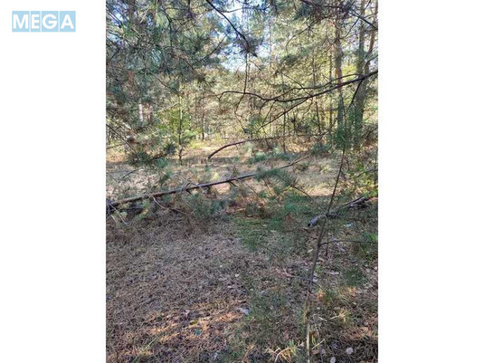 Продажа участка, 25&nbsp;соток, участок под жилую застройку, <a class="location-link" href="/pleseckoe/" title="Недвижимость Плесецьке">Плесецьке</a>, Лісна, 10 (изображение 3)